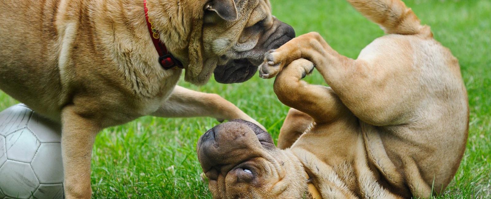 Why Dogs Lick Each Others’ Private Areas