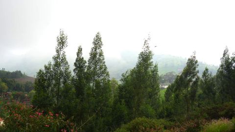 Tree line below plot