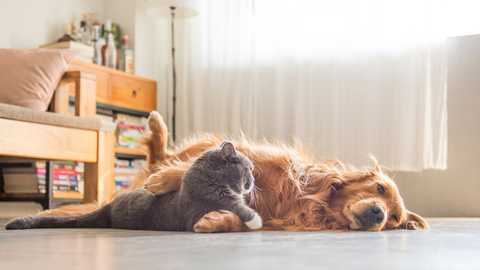 Tips for Establishing a Successful Pet Screening Process in Apartments