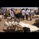 Somalia Animal Market 22