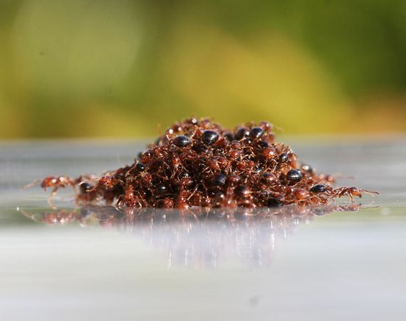 A floating raft of ants