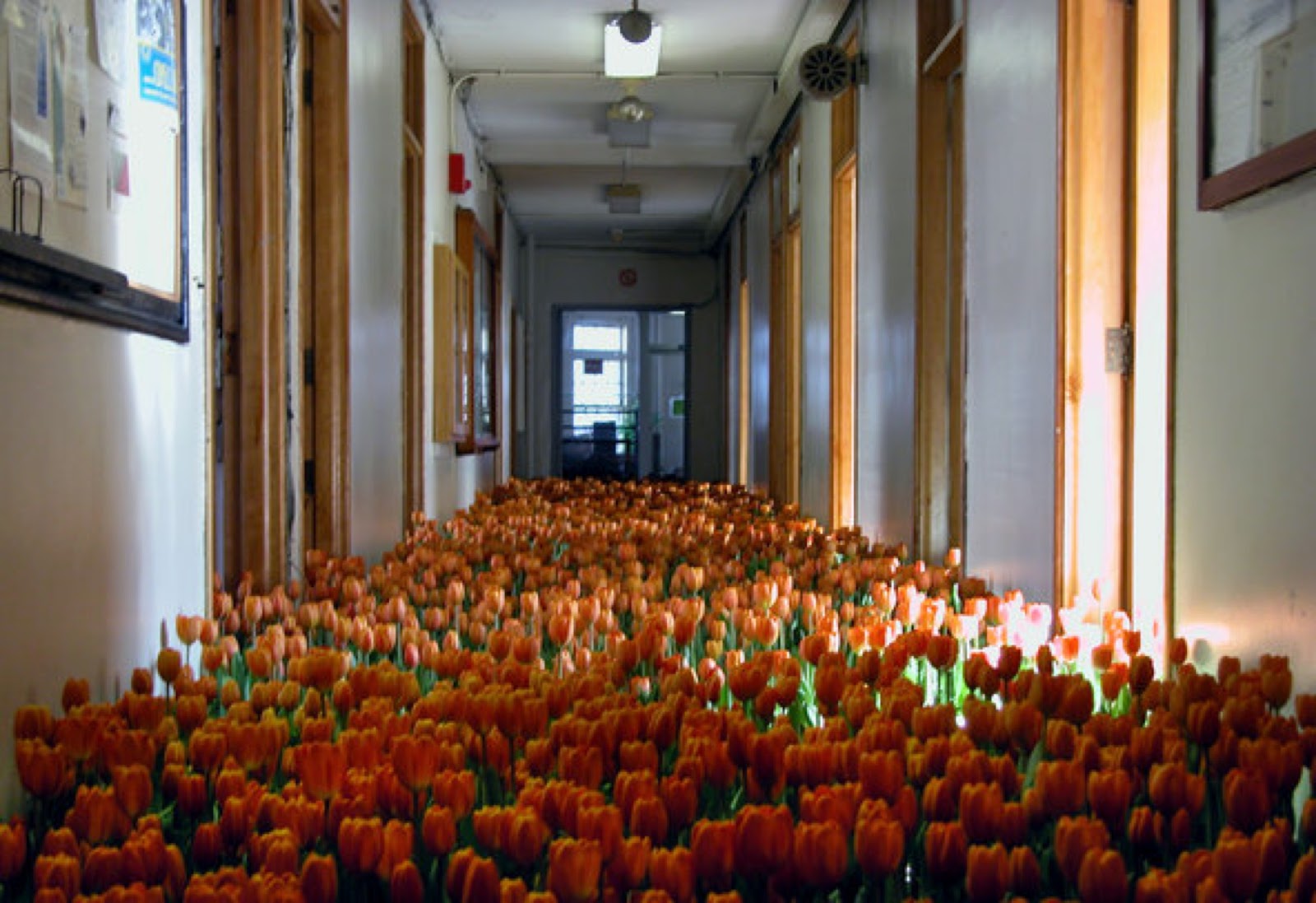 a view down an institutional hallway, whose floor is full from end to end and side to side with blooming bright orange tulips.