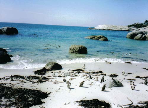 Cape Town penguins 4
