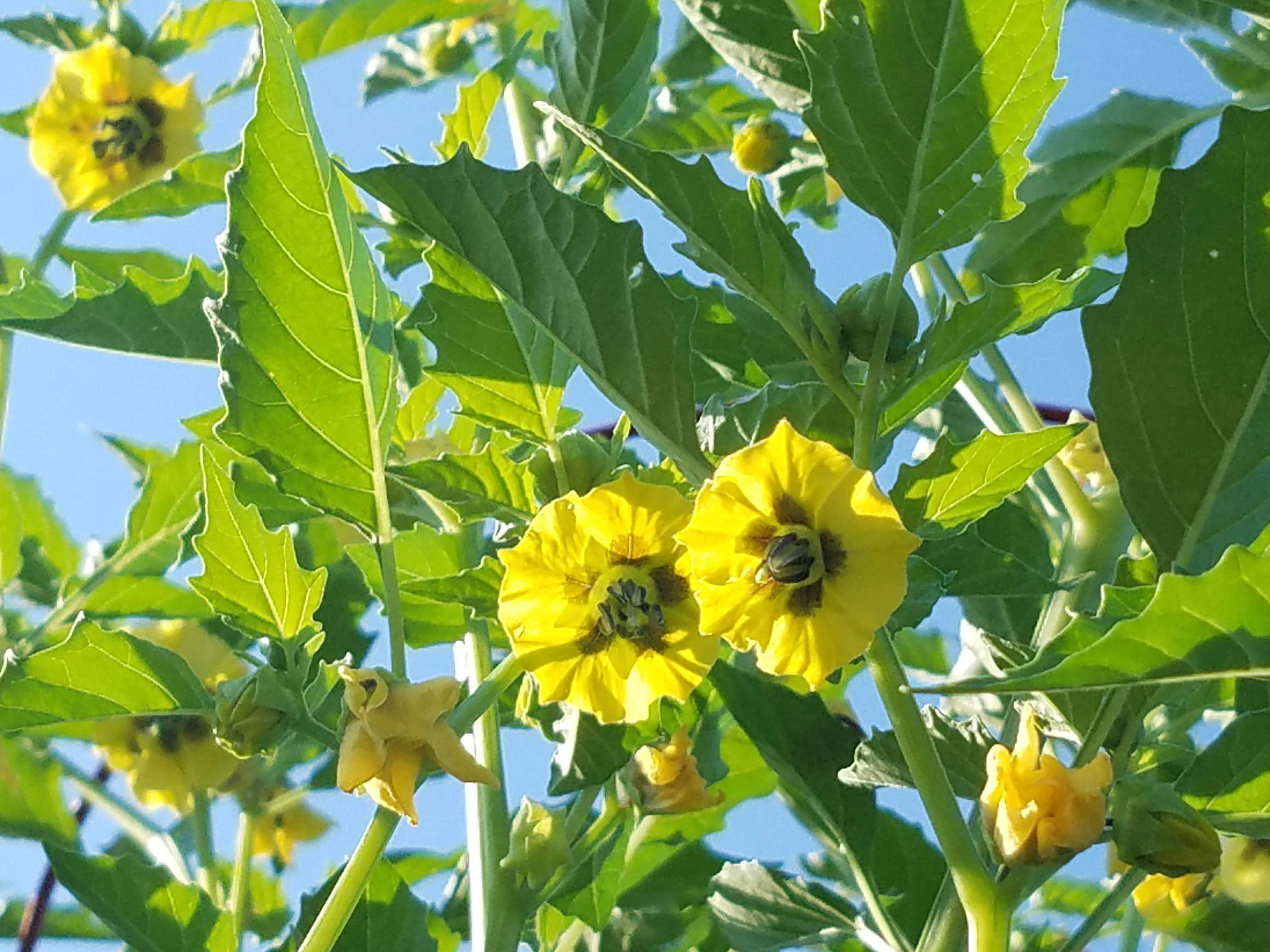 tomatillo flowers