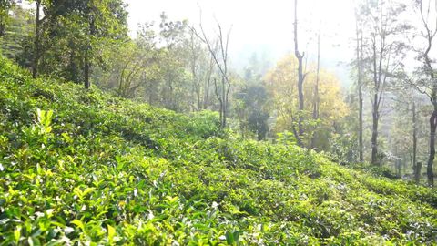 View of the tea gardens close by