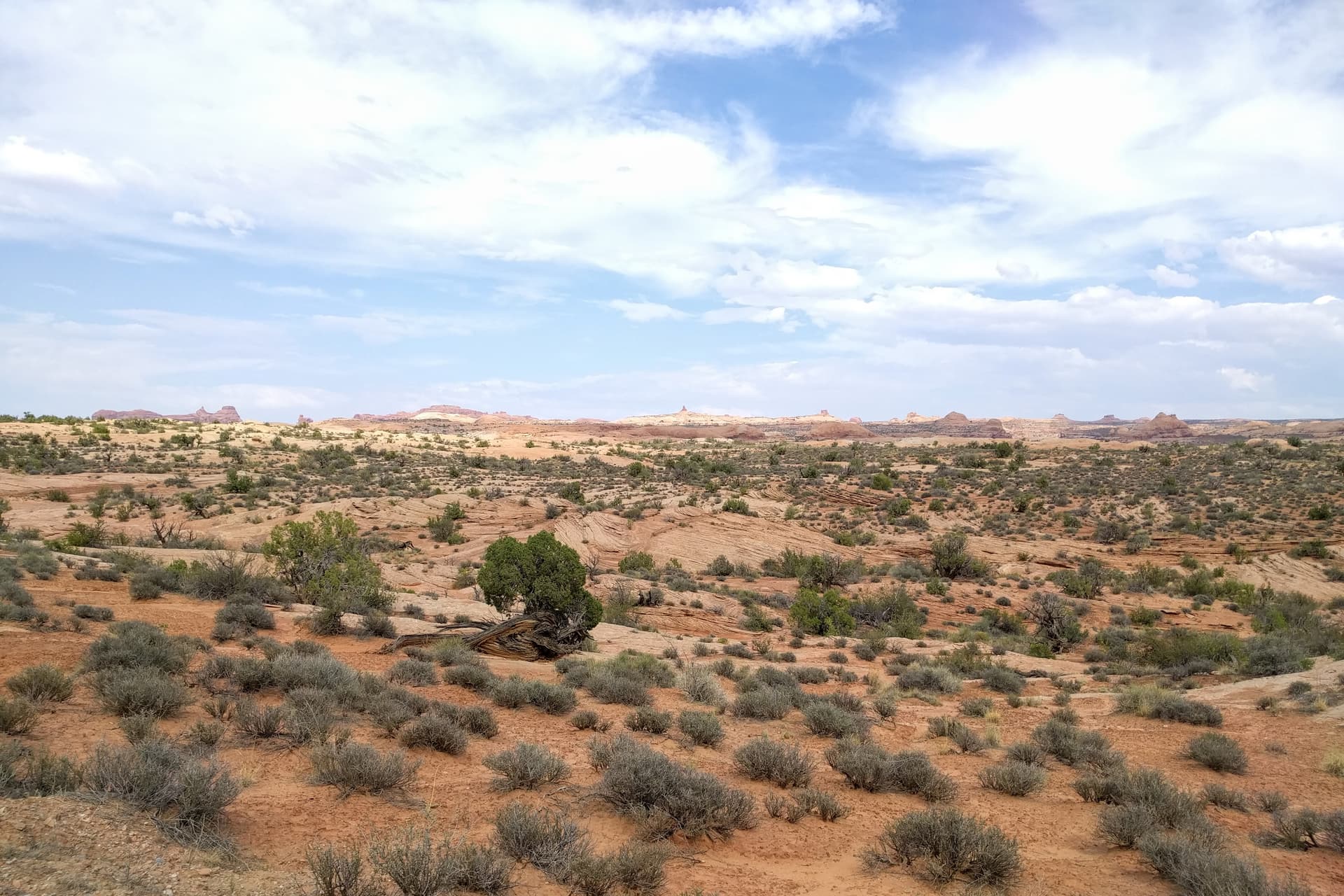Looking east across a series of 'fossil' sand dunes at Arches National Park. Some of the park's arches and mesas can be seen on the horizon. In the foreground, a small bush grows in a wave-like twist that seems to mimic the fossilized dunes.