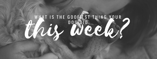 What is the goofiest thing your dog did this week?