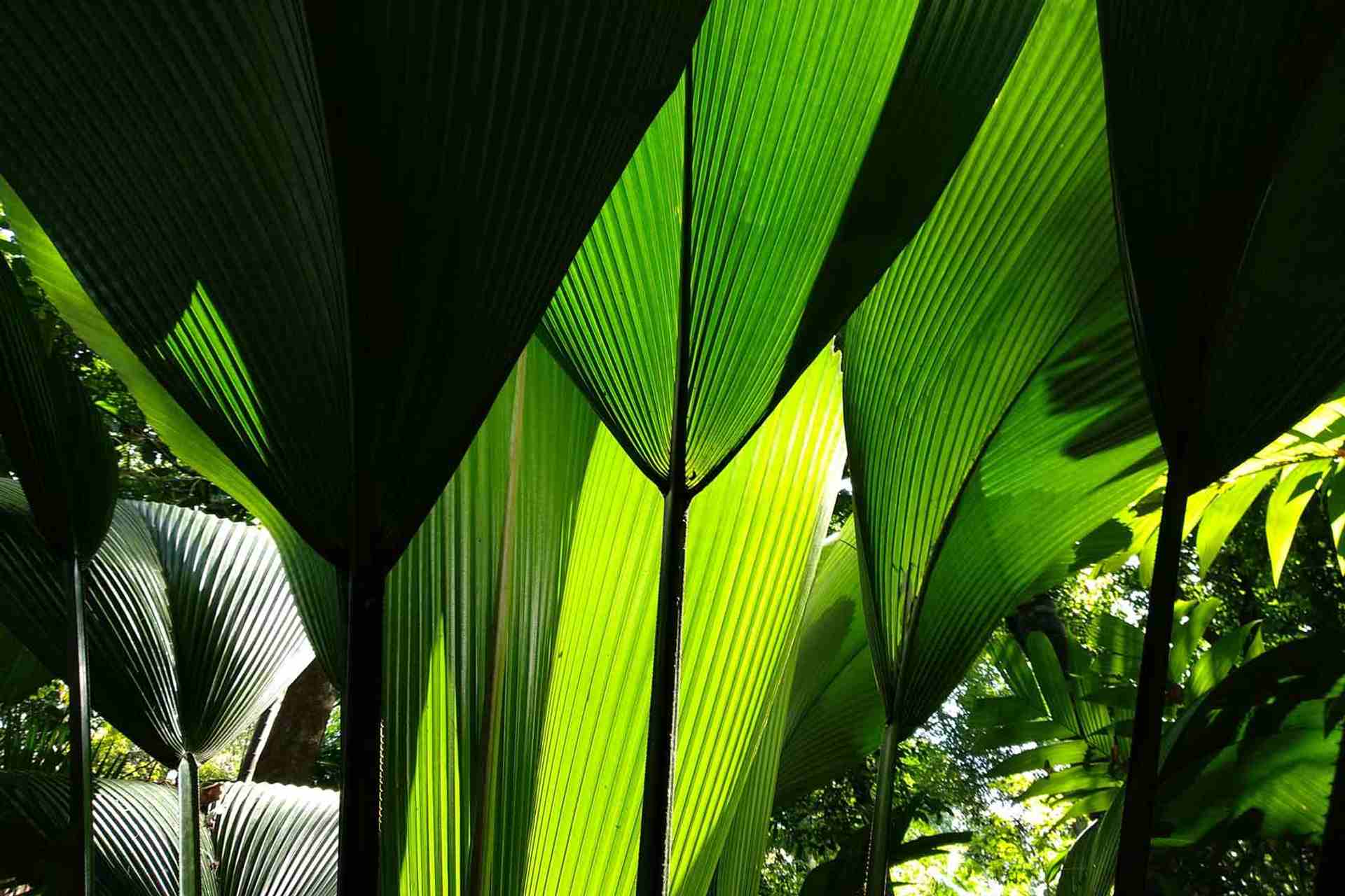 Singapore botanic gardens