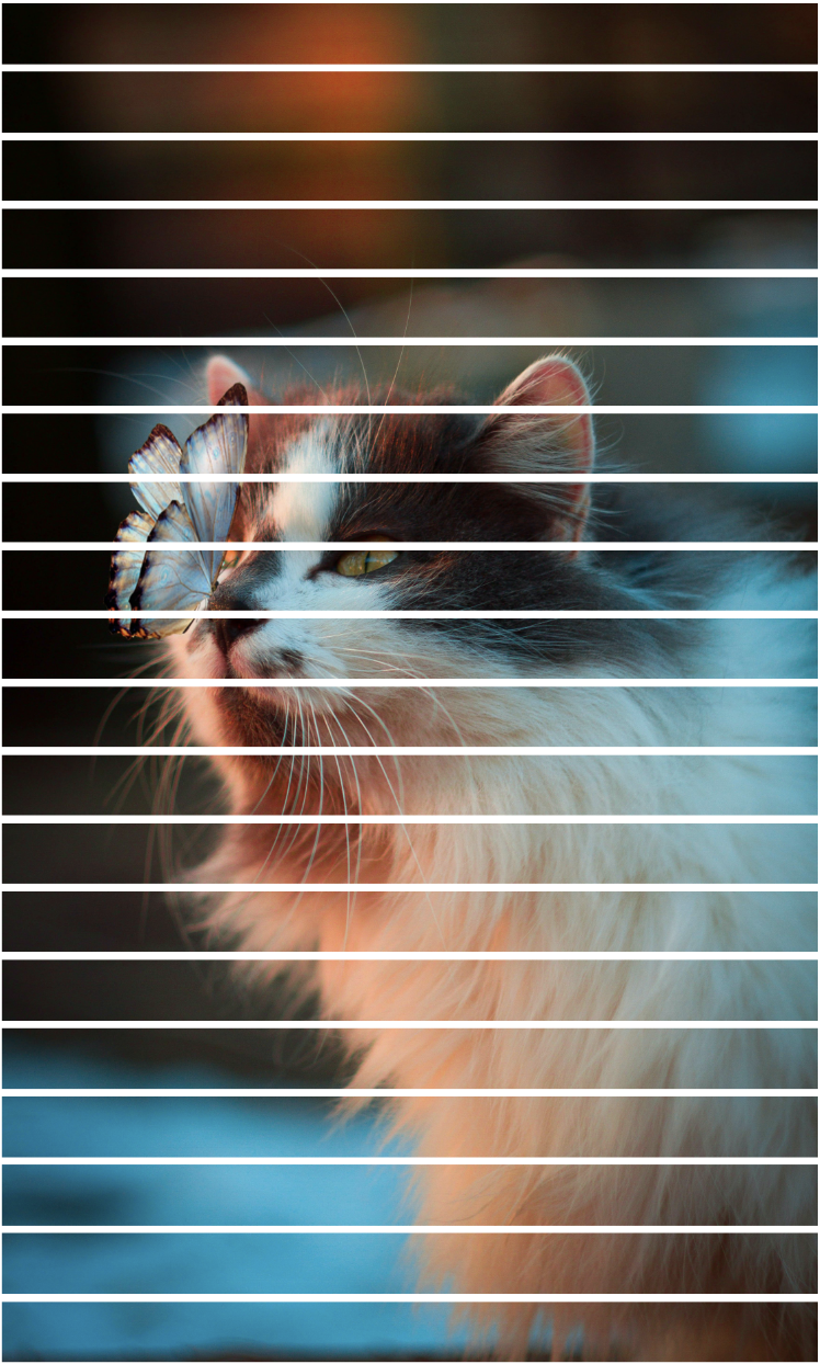 horizontal patches applied to cat image