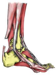 "Plantar
