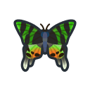 Madagascan Sunset Moth