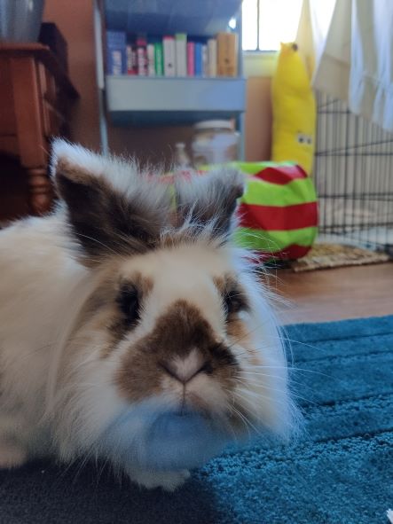 tri-colored bunny looking right at the camera