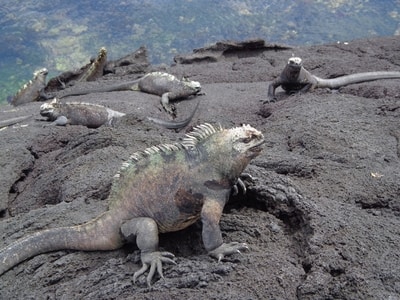 A galapagos marine iguana