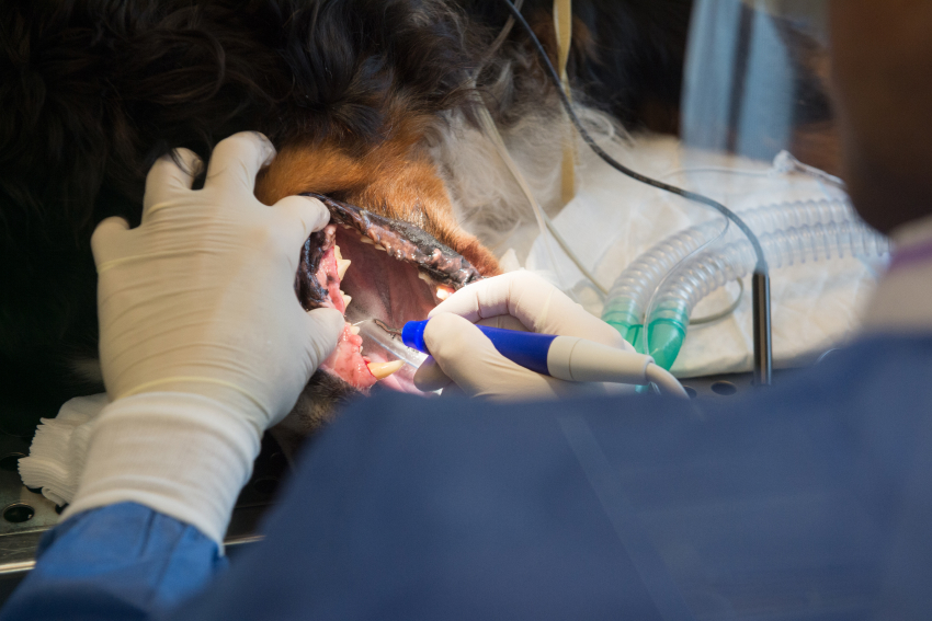 А vet fixes a dog's teeth