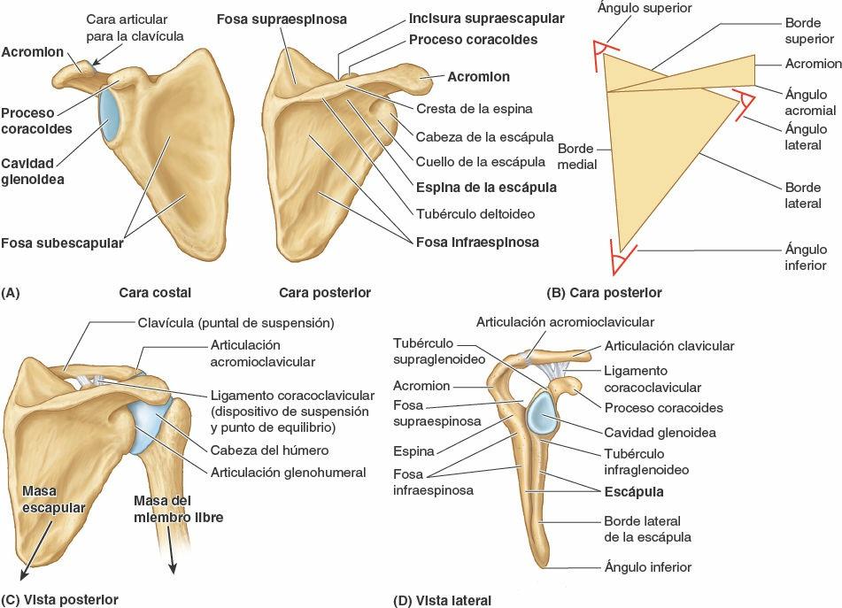 Dónde está el hueso acromion