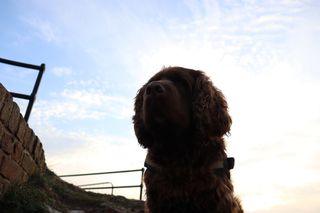 Bruno the Sussex spaniel looking into the distance with the perpective of the photo taken from below his vantage point at Shoreham fort.