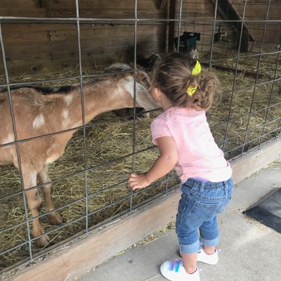 young girl feeding goat