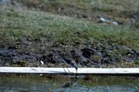 Wood Sandpiper uses plank as a raft