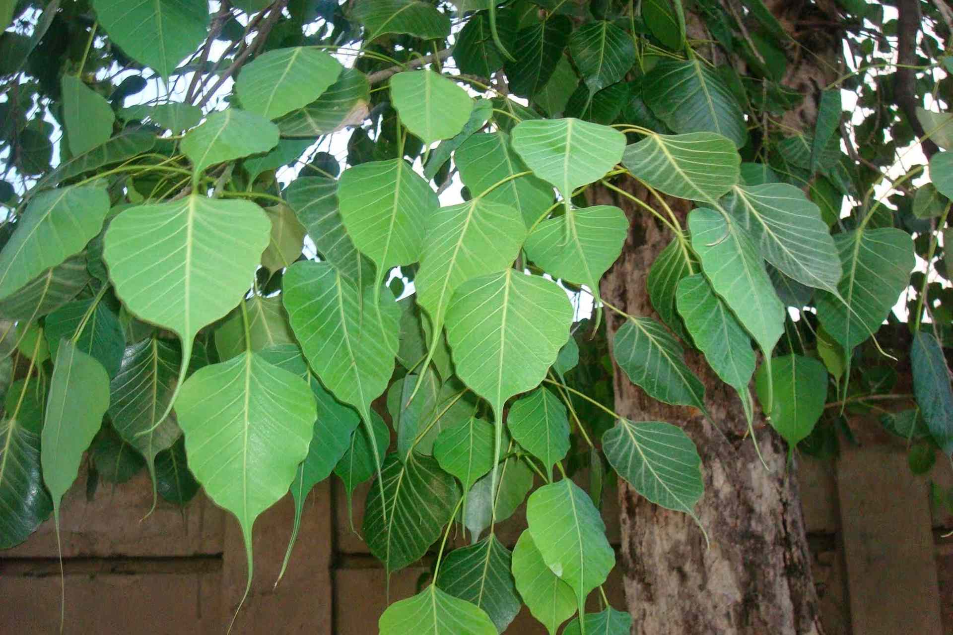 Peepal tree