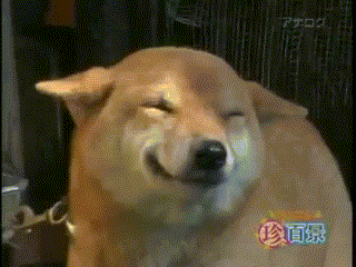 so excited dog gif