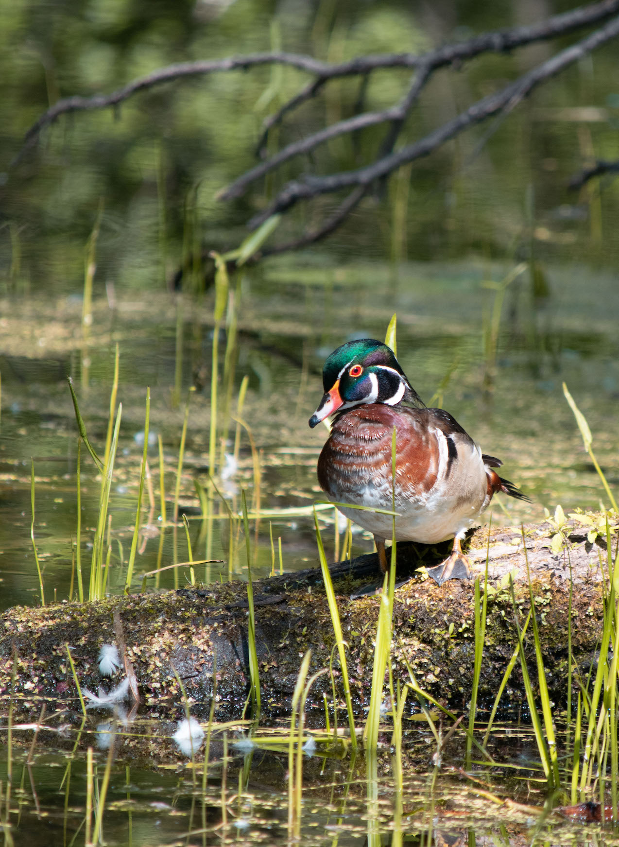 A male wood duck on a branch over the water in a swamp.