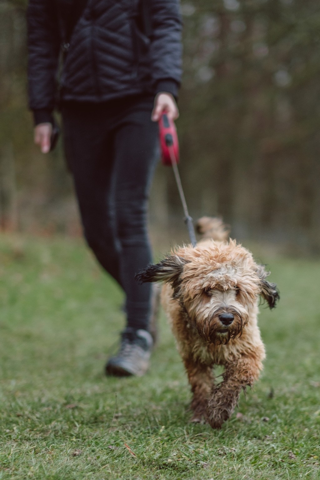 Can I Borrow Your Dog