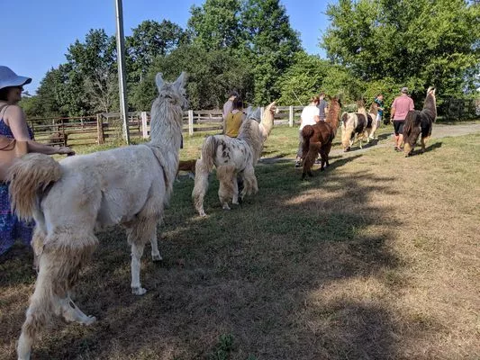 A group of llamas on a trek at the farm in spring