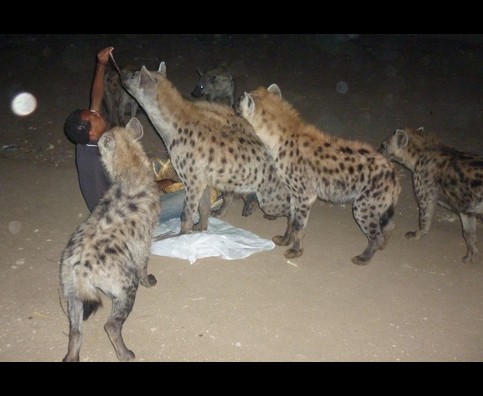 Ethiopia Hyenas 7