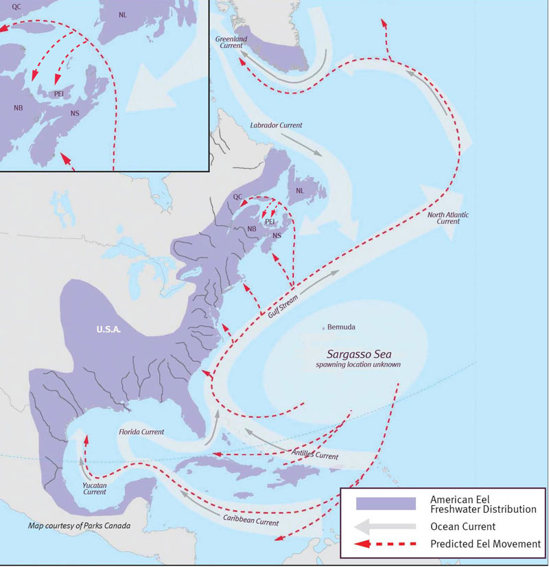 Figure 6. Map of American eel migration routes