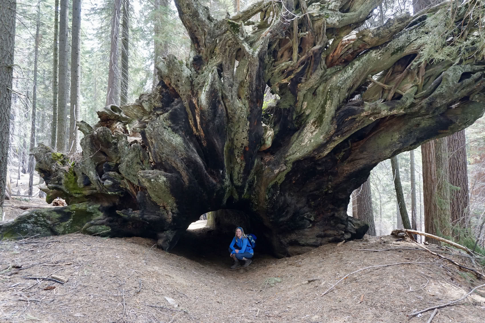 Tunnel tree - the trail went straight through it