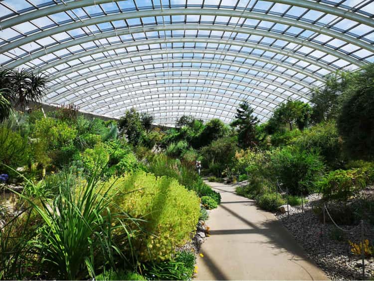 Bright green bushes and trees inside the Royal Botancial Garden of Wales' massive indoor greenhouse. The cieling is all glass, with arched metal beams dividing the glass.