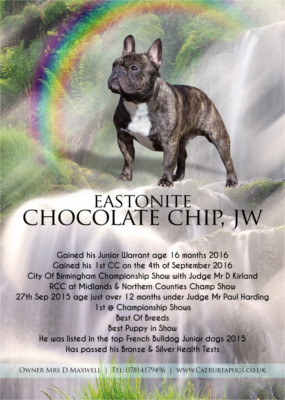 French Bulldog - Eastonite Chocolate Chip
