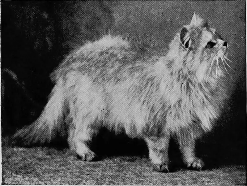 Foto de um persa clássico em 1910