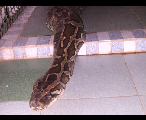 Burma Snakes 5