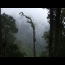 Panama Rainforest 3