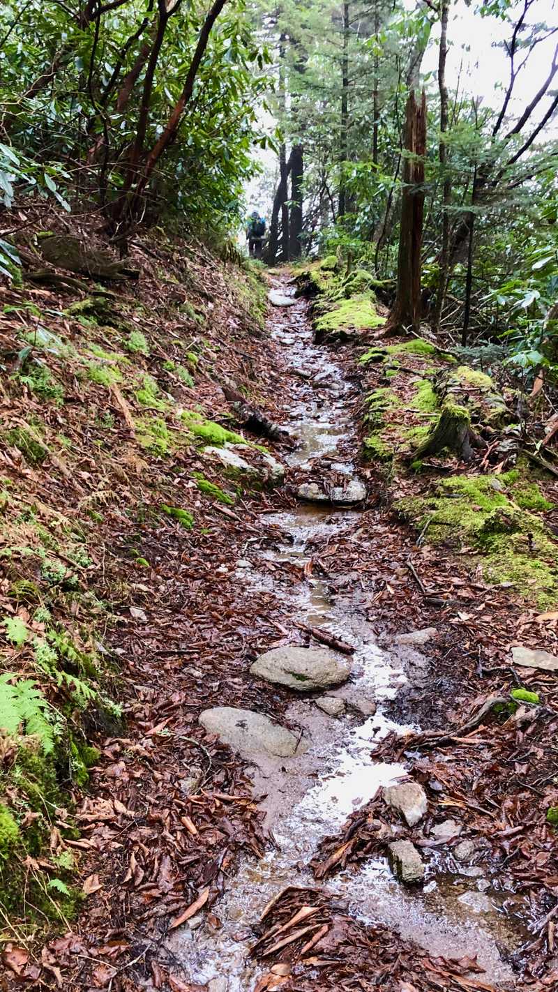 A stream of water in the middle of the trail
