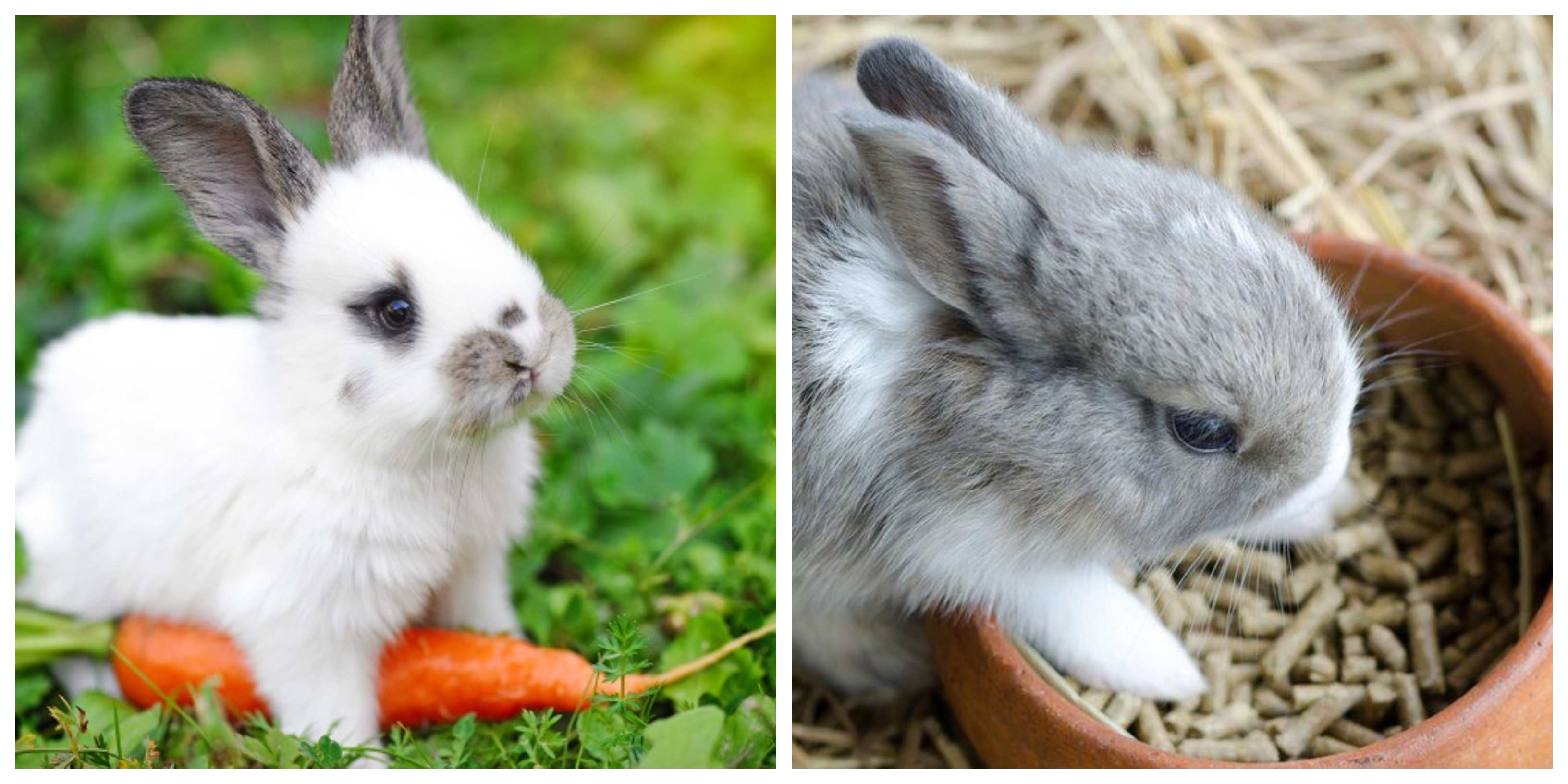 What can rabbits eat?