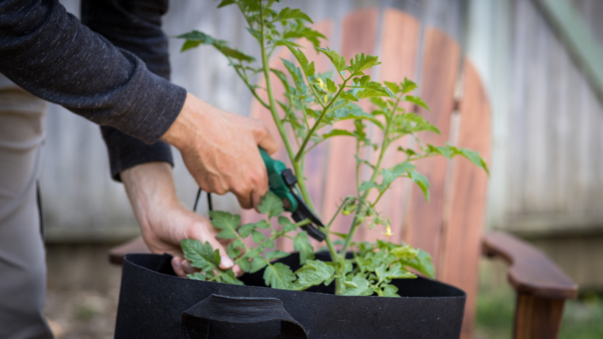 pruning leaves