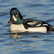 Barrow's Goldeneye