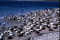 A large flock of Eiders on a beach