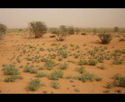 Sudan Desert Walk 10