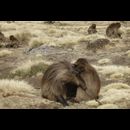 Ethiopia Baboons 4