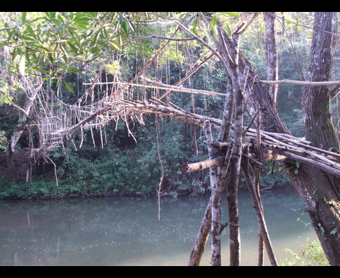 Laos Jungle 5