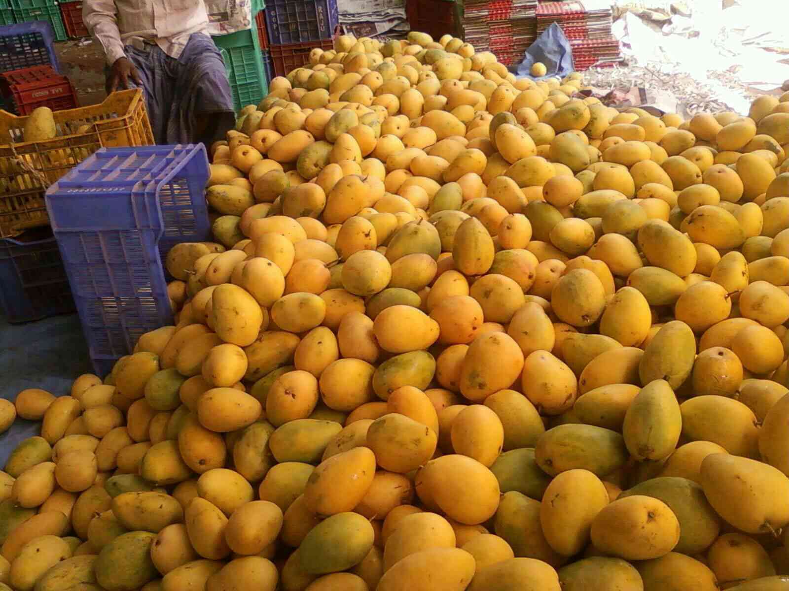 Badami Fruit