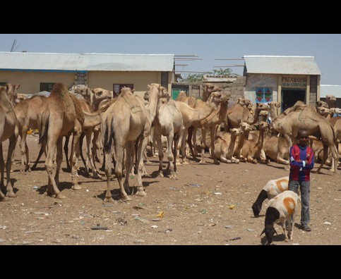 Somalia Camel Market 15