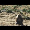 Ethiopia Baboons 3