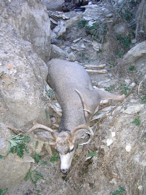 RGsFirst look BIGMIKE sBuck.jpg