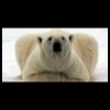 Polar_Bear_Arctic_Habitat_1_tn.jpg
