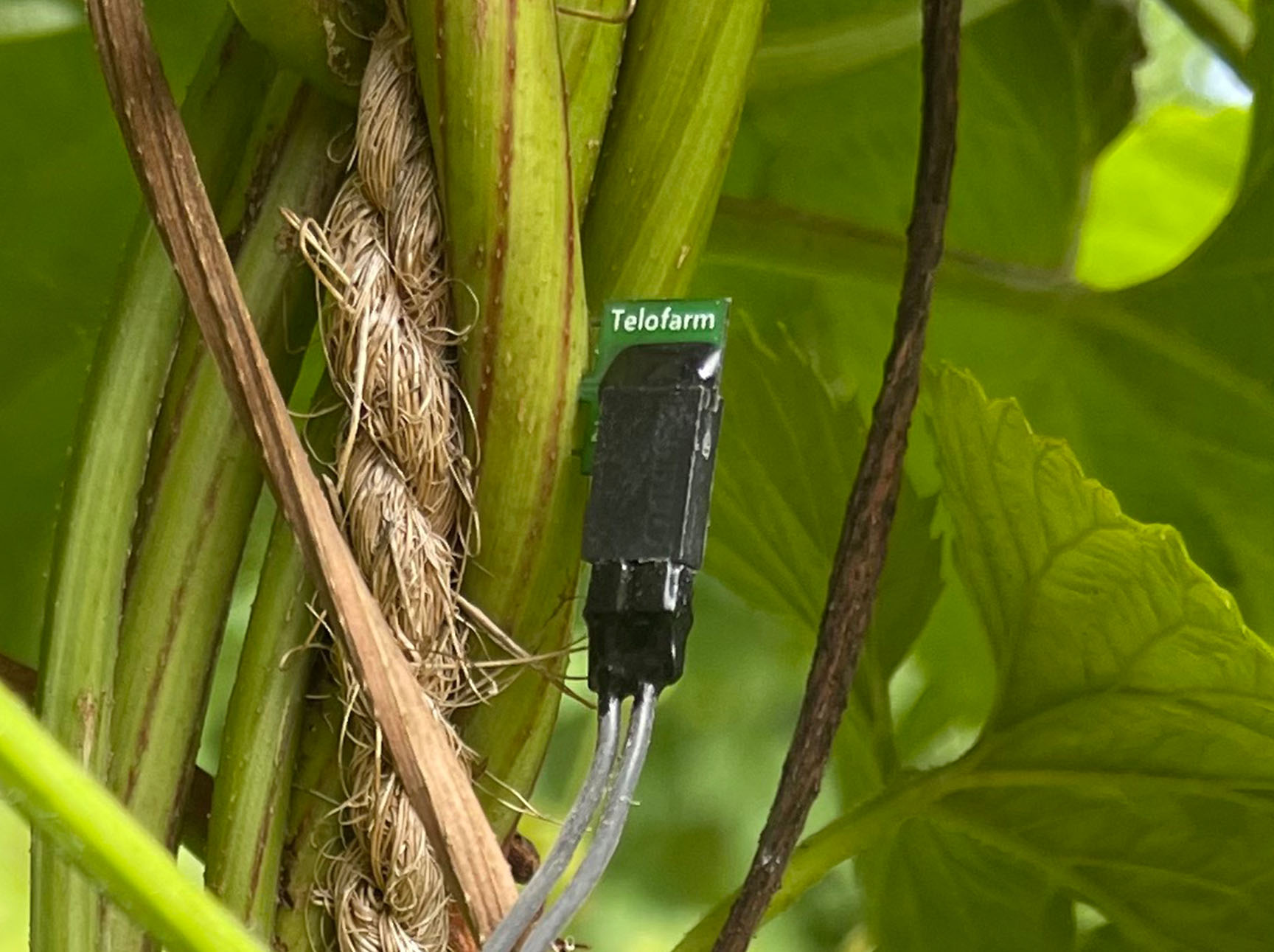 Sap flow probe installed in a hop vine