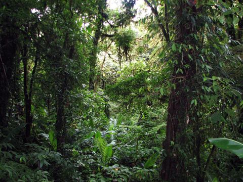 Monteverdes Cloud Forest